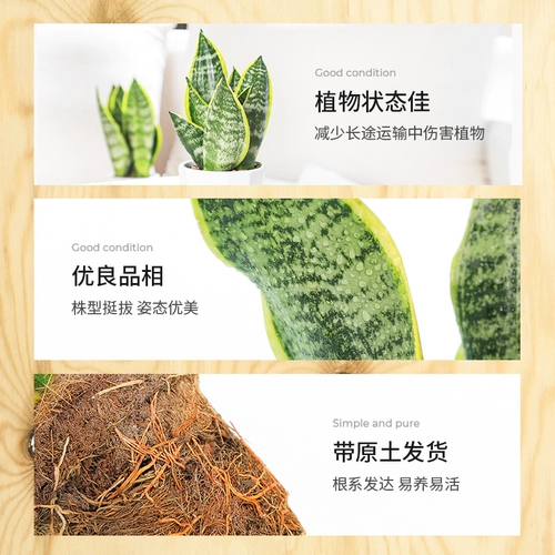 Золотой тигр Pilan в горшках цветочный цветок зеленый растение засуха засуха четыре сезона вечнозелены