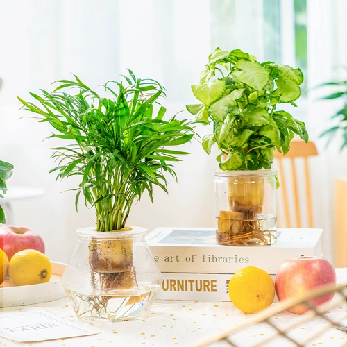 Гидропонный растение в помещении и зеленых растениях.