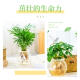 Гидропонный растение в помещении и зеленых растениях.