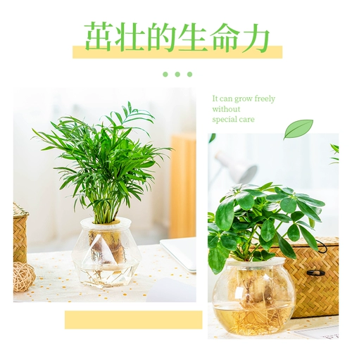 Гидропонный растение в помещении и зеленых растениях.