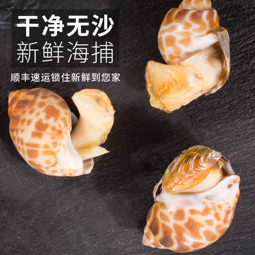花螺鲜活新鲜冷冻特大号泥螺东风螺海鲜水产贝类海猪螺小海螺香螺 - 图2