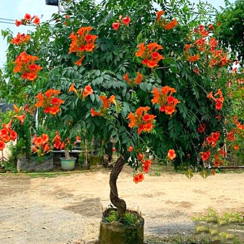 凌霄花苗爬藤植物四季开花耐寒耐热炮仗花苗阳台庭院花植物凌霄花-图1