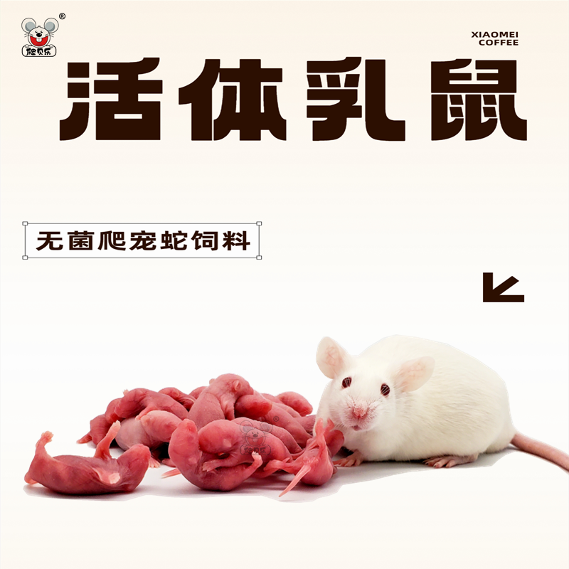 活体爬虫乳鼠无菌喂角蛙粮爬虫小白鼠饲料无菌红粉皮白霜猫龟包邮-图3