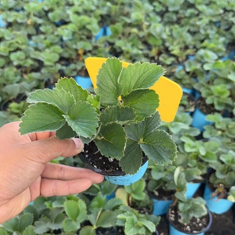 奶油草莓苗盆栽种籽子带盆带土红颜四季结果可食用阳台种植新秧苗,淘宝优惠券,粉丝福利购,淘宝优惠卷