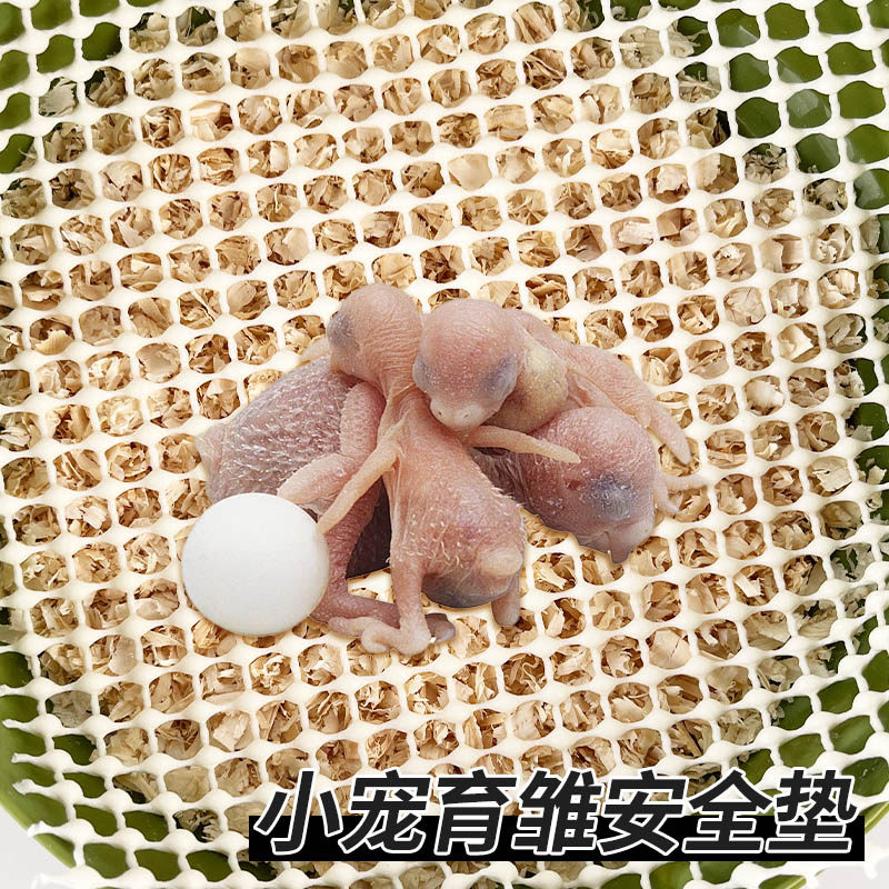 幼鸟专用防滑垫漏粪垫子出壳专用垫不伤脚预防八字脚小宠物鸟用具,淘宝优惠券,粉丝福利购,淘宝优惠卷
