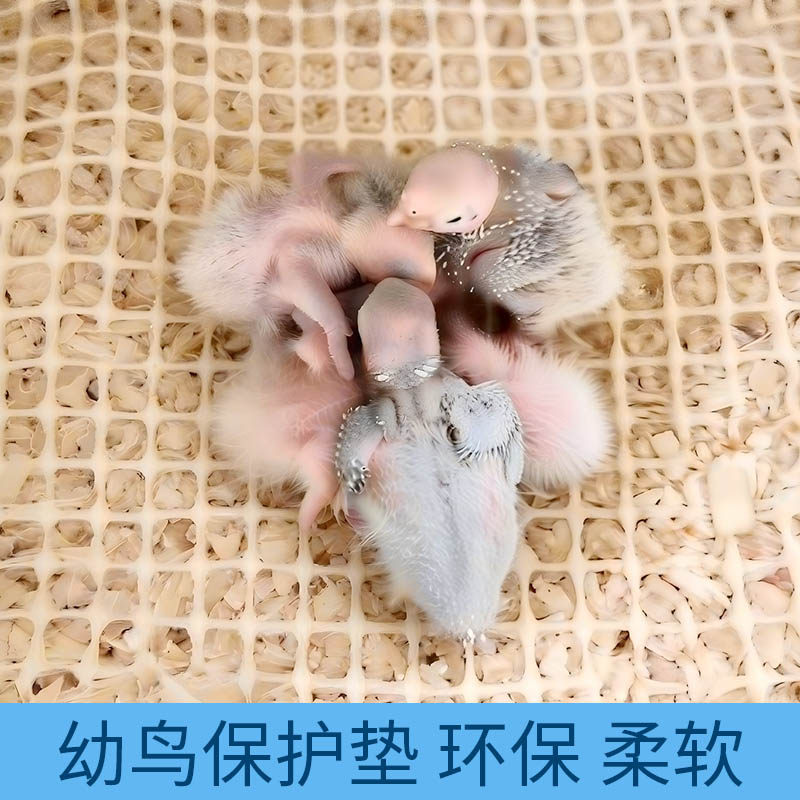 幼鸟专用防滑垫漏粪垫子出壳专用垫不伤脚预防八字脚小宠物鸟用具,淘宝优惠券,粉丝福利购,淘宝优惠卷