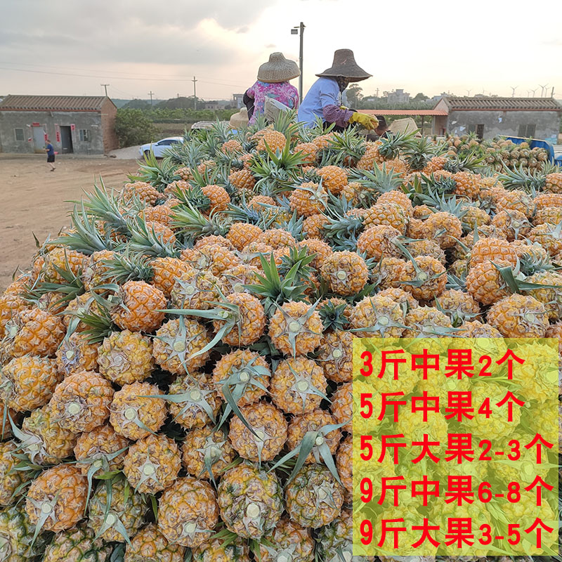 广东徐闻菠萝水果10斤当季香水菠萝新鲜凤梨湛江小菠萝非云南整箱,淘宝优惠券,粉丝福利购,淘宝优惠卷
