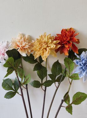 梦幻色彩手感保湿大丽花