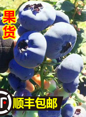 蓝莓树果苗蓝莓苗盆栽地栽果苗带大果南北方种植苗兔眼绿宝石果树
