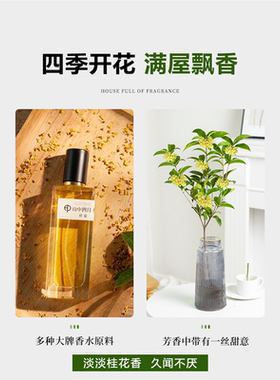 水培桂花盆栽树苗水养植物四季桂花鲜切花浓香型室内好养绿植花卉