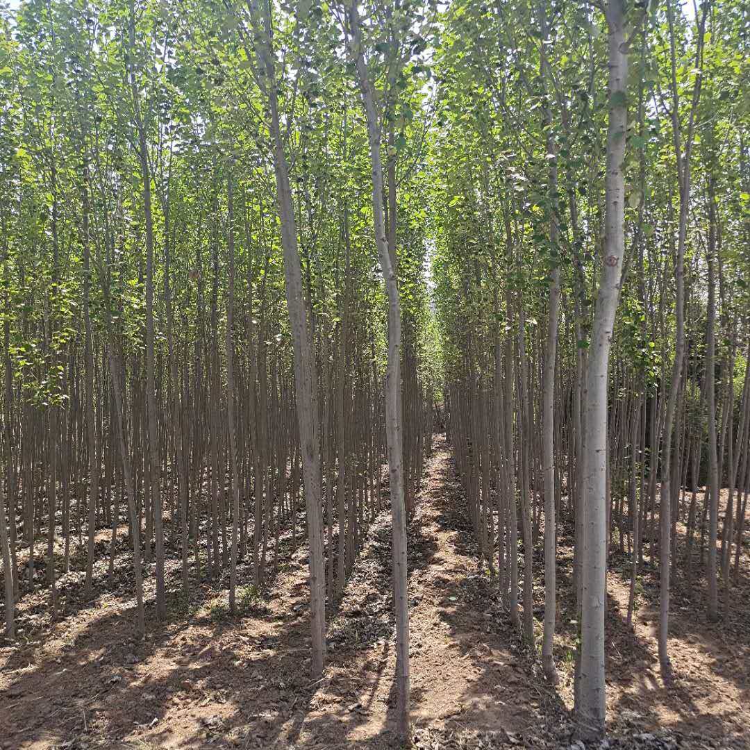 杨树能种在院子里面吗,_大山谷图库