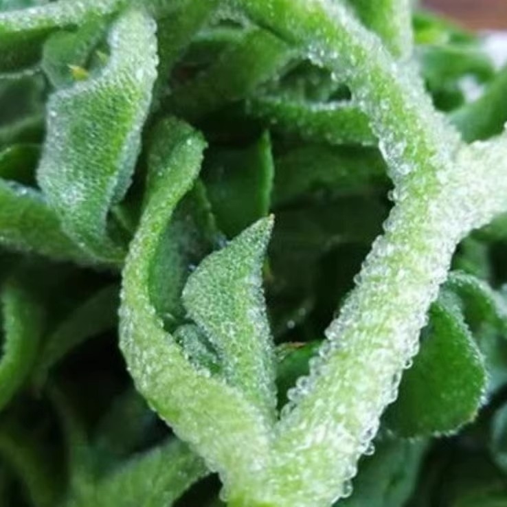 水晶冰菜种籽阳台蔬菜种子大全四季盆栽农家冰草秋冬种植青菜种孑-图1