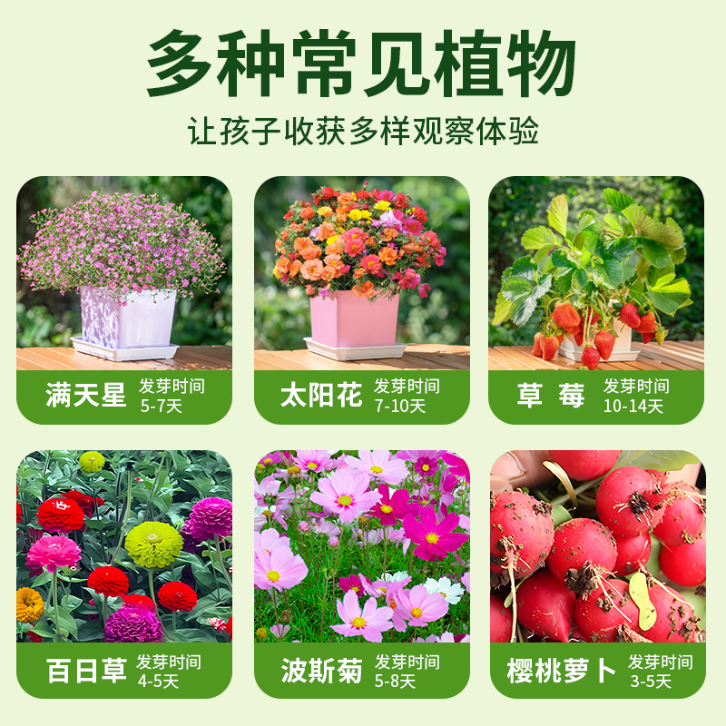 儿童种植小盆栽向日葵种孑套装小学生实验植物生长草莓凤仙花种籽 - 图2