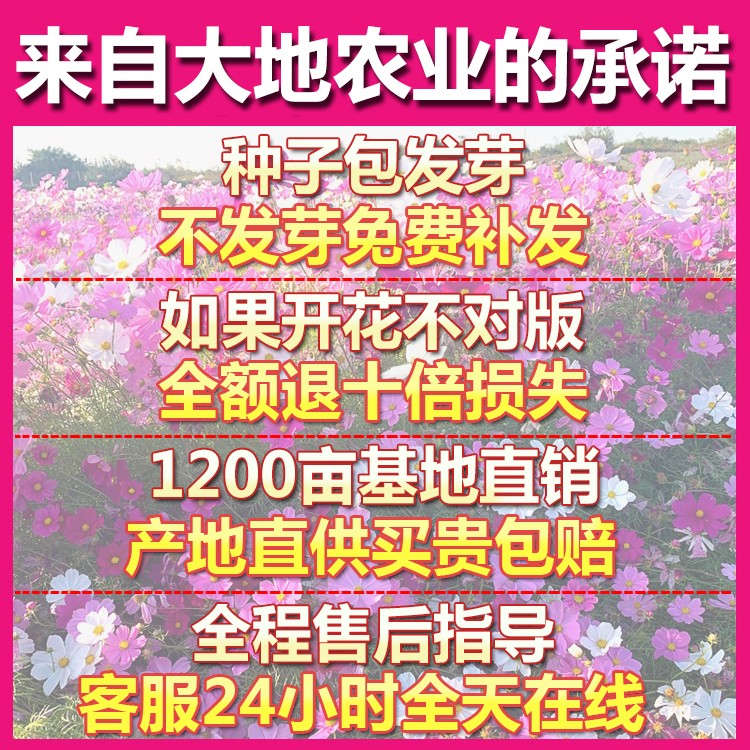 花种子室外一年四季都开花庭院花种籽子大全野花格桑花花籽花种孑-图1