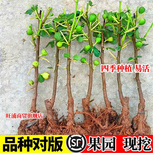 无花果树果苗盆栽水果苗耐寒特大波姬红南北方阳台种植地栽当年结 - 图1