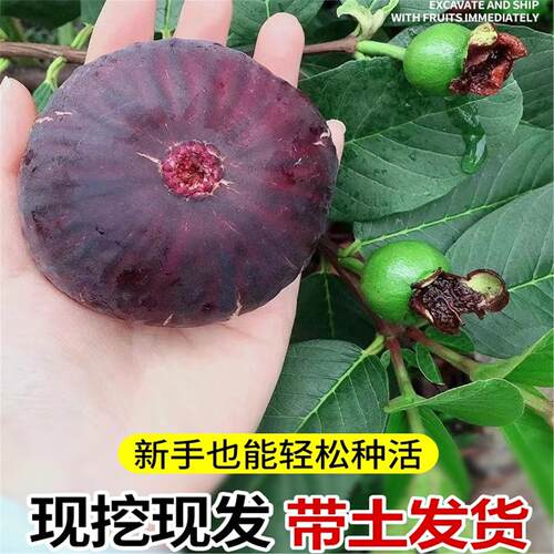 无花果树果苗盆栽水果苗耐寒特大波姬红南北方阳台种植地栽当年结 - 图0