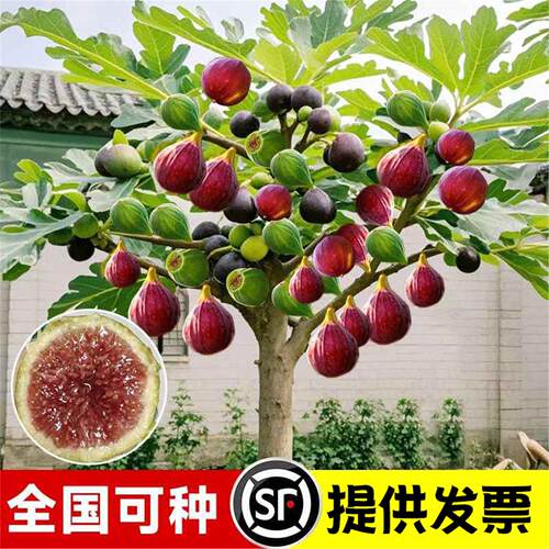 无花果树果苗盆栽水果苗耐寒特大波姬红南北方阳台种植地栽当年结 - 图2