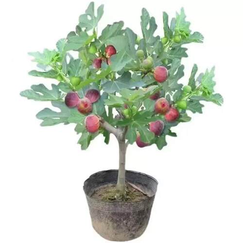 无花果树果苗盆栽水果苗耐寒特大波姬红南北方阳台种植地栽当年结 - 图3