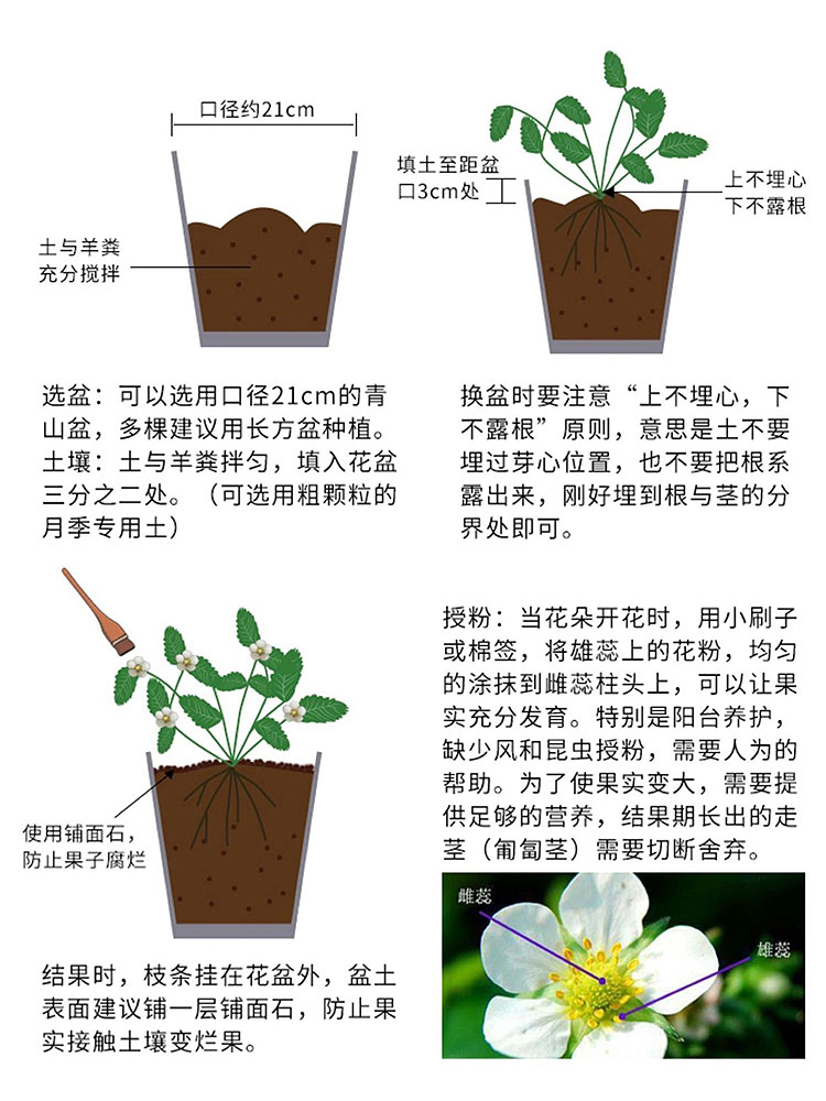 30天结果【黑珍珠大盆栽】即将开花结果草莓界四季阳台草莓苗盆栽 - 图1