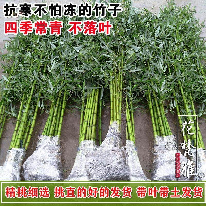 たけのこ 苗 1株 6月発送 シホウチク 国華園 家庭菜園 山菜苗 有用植物苗 自給自足 当店は最高な サービスを提供します シホウチク