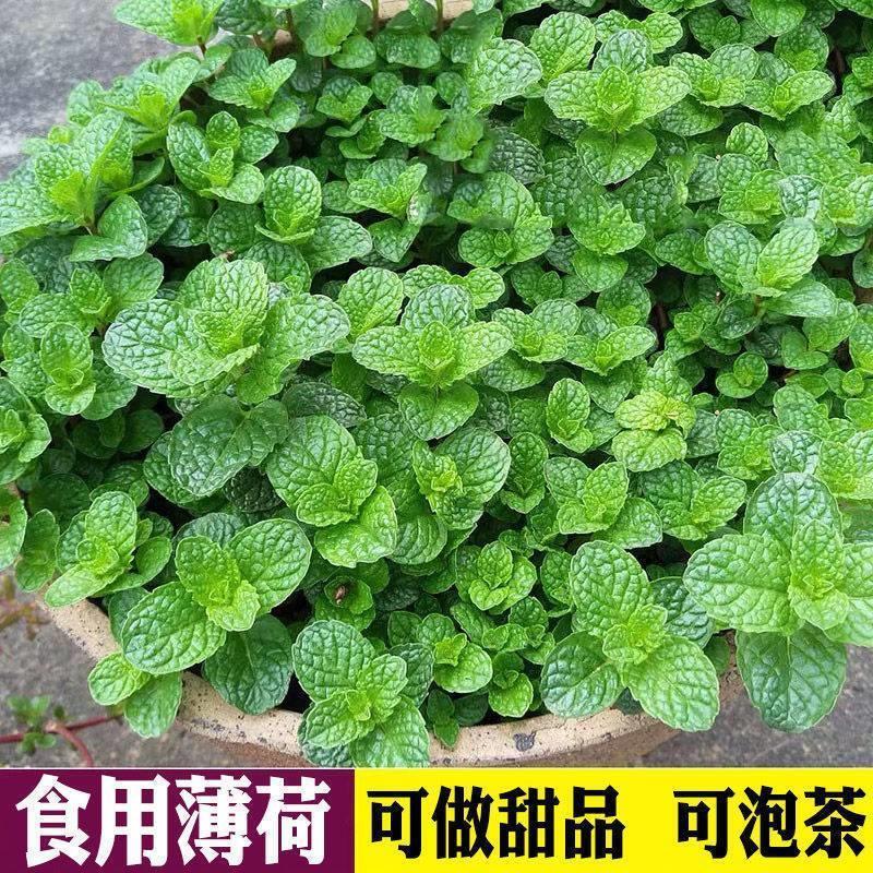 可食用薄荷盆栽四季好养室内桌面土水培花卉绿植香薄荷叶绿植盆景 - 图0