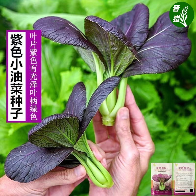 紫油菜种春秋冬季苏州青青梗菜种子庭院阳台青菜种籽四季蔬菜种孑-图1