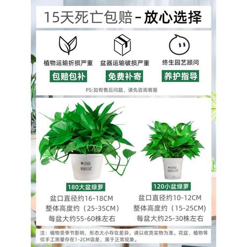 绿萝盆栽室内植物新房家用吸除甲醛净化空气水培绿植花卉长藤绿萝