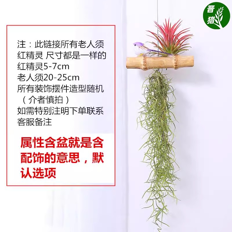 须老人土墙壁植物绿植空气凤梨松萝吊无挂空气草垂吊室内花草 - 图1