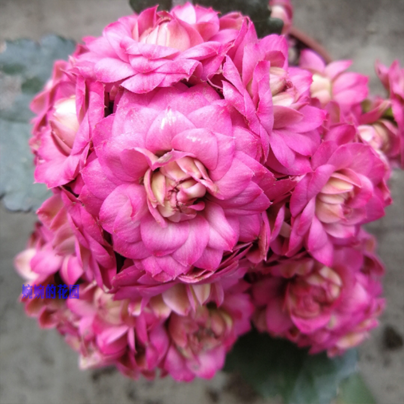 婉婉的花园长寿花盆栽重瓣大花巴黎带花苞进口稀有新品种唐卡吉他