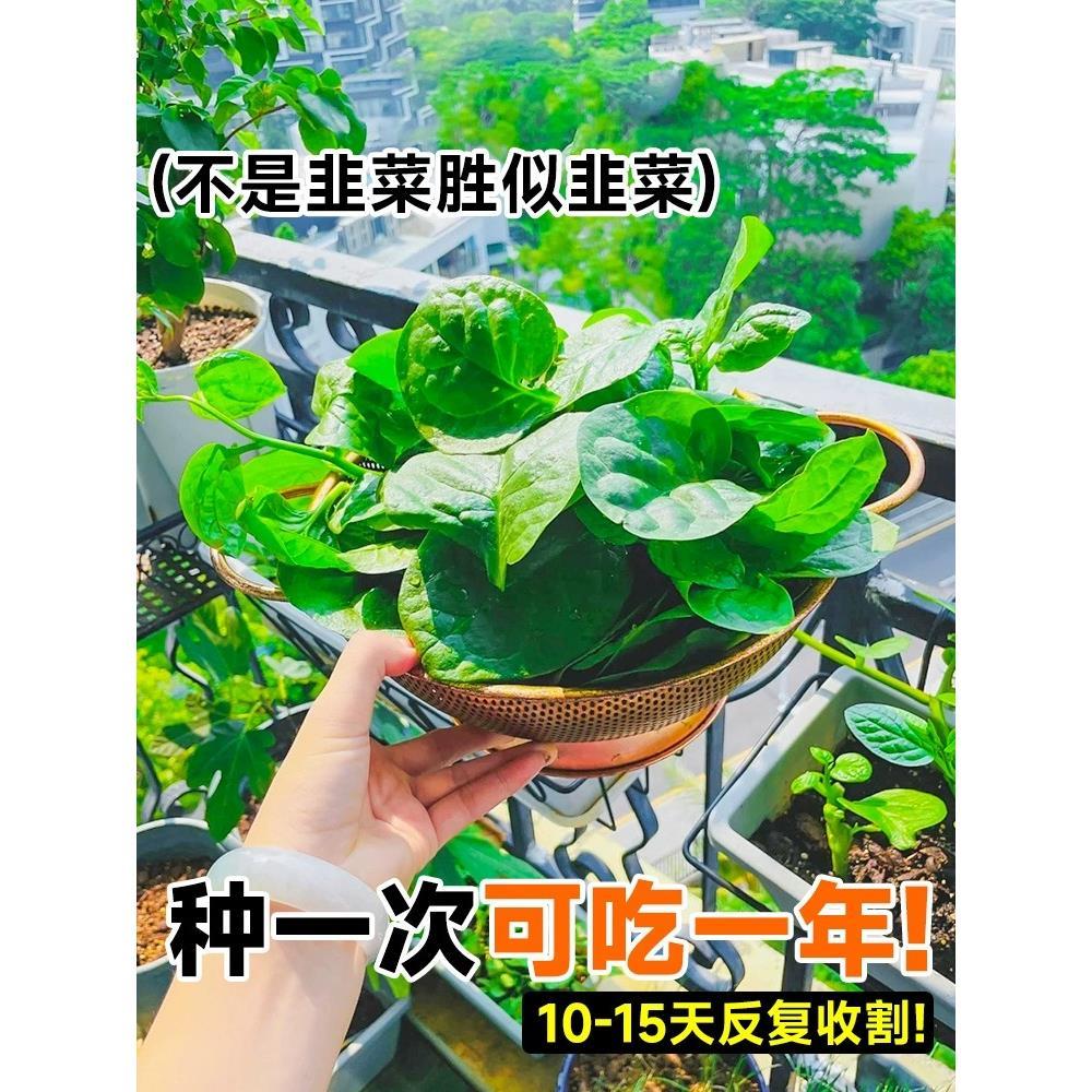 大叶木耳菜种子高钙肉厚耐高温四季播种青菜室外阳台盆栽蔬菜种籽-图2