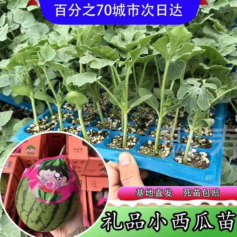 特早熟小型2k西瓜苗秧带土球麒麟8424甜王懒汉西瓜种子盆栽籽寿光 - 图3