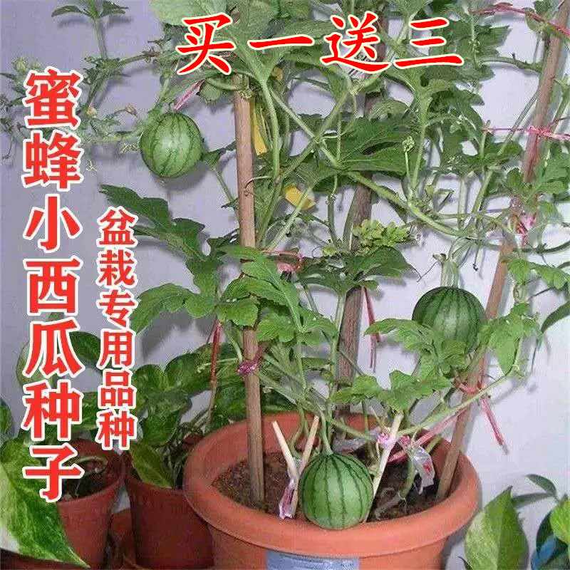 种子盆栽水果包邮 新人首单立减十元 21年8月 淘宝海外