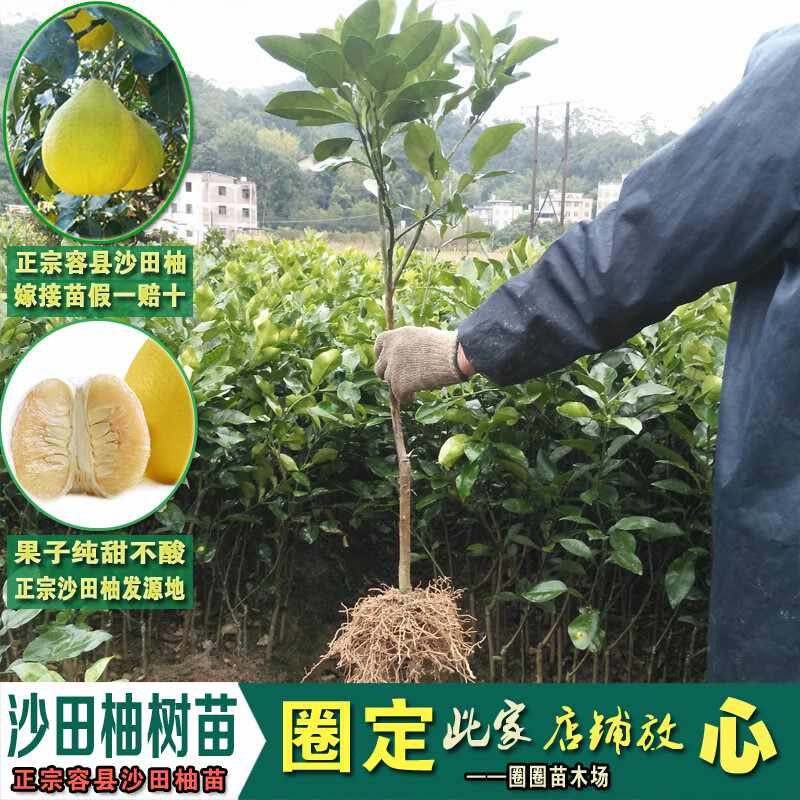 盆栽柚子树苗 新人首单立减十元 21年7月 淘宝海外