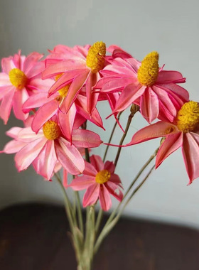 木槿花干花文心兰手工粘花家居装饰客厅摆件插花拍摄道具干花