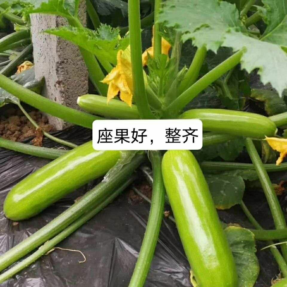 西葫芦免点花坐果王 座瓜王 坐果膨大 保花 替代人工授粉喷花药 - 图2