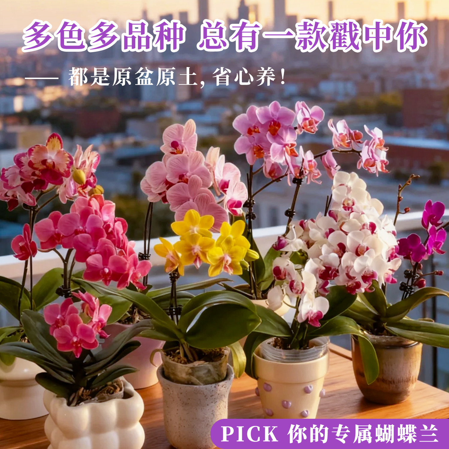 轻奢马卡龙蝴蝶兰蓝星蓝宝石带花苞盆栽香奈儿室内鲜花卉好养精品,淘宝优惠券,粉丝福利购,淘宝优惠卷