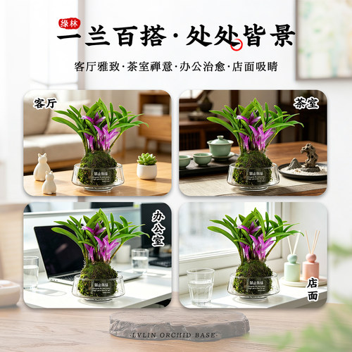 澳洲七彩香水石斛兰水培冬带花苞盆栽 四季名贵好养植物花卉绿植 - 图3
