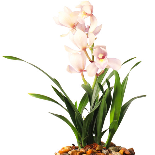 精品兰花苗 建兰矮种粉黛佳人夏季带花苞 香水花卉客厅盆栽草耐旱 - 图3