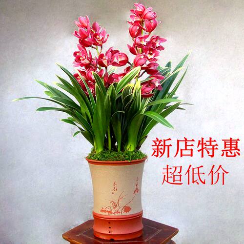 四季兰花浓香型兰花苗掌中宝 金边矮种名贵室内花卉桌面盆栽耐寒 - 图3
