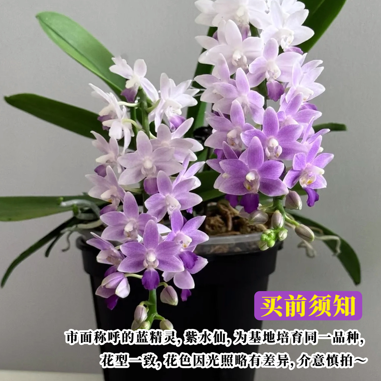 轻奢马卡龙蝴蝶兰蓝星蓝宝石带花苞盆栽香奈儿室内鲜花卉好养精品,淘宝优惠券,粉丝福利购,淘宝优惠卷