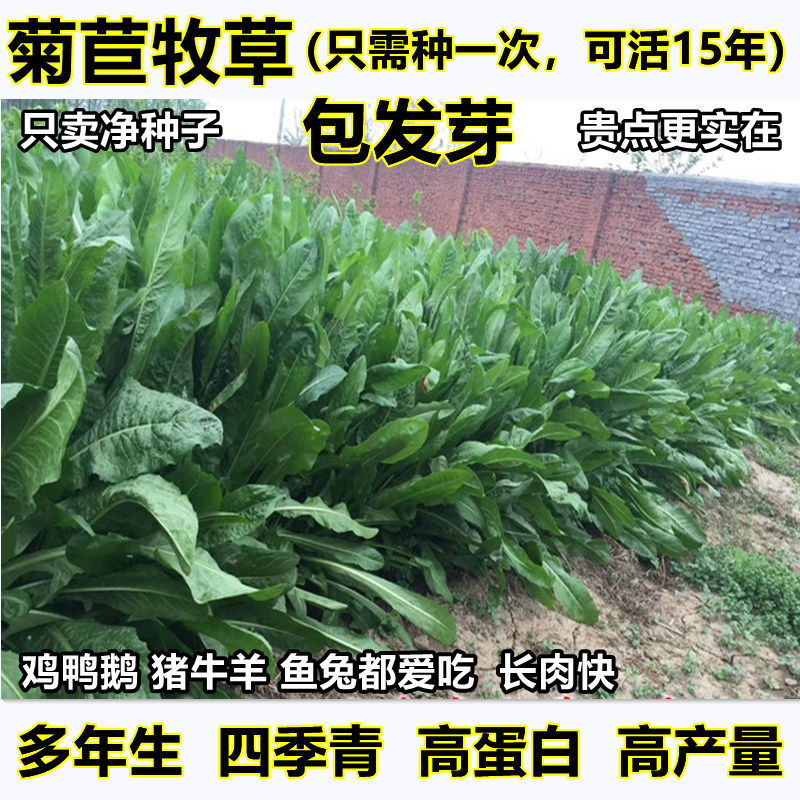 菊苣种籽大叶种多年生喂猪菜种子牛羊鸡鸭鹅爱吃的牧草子鱼兔子草