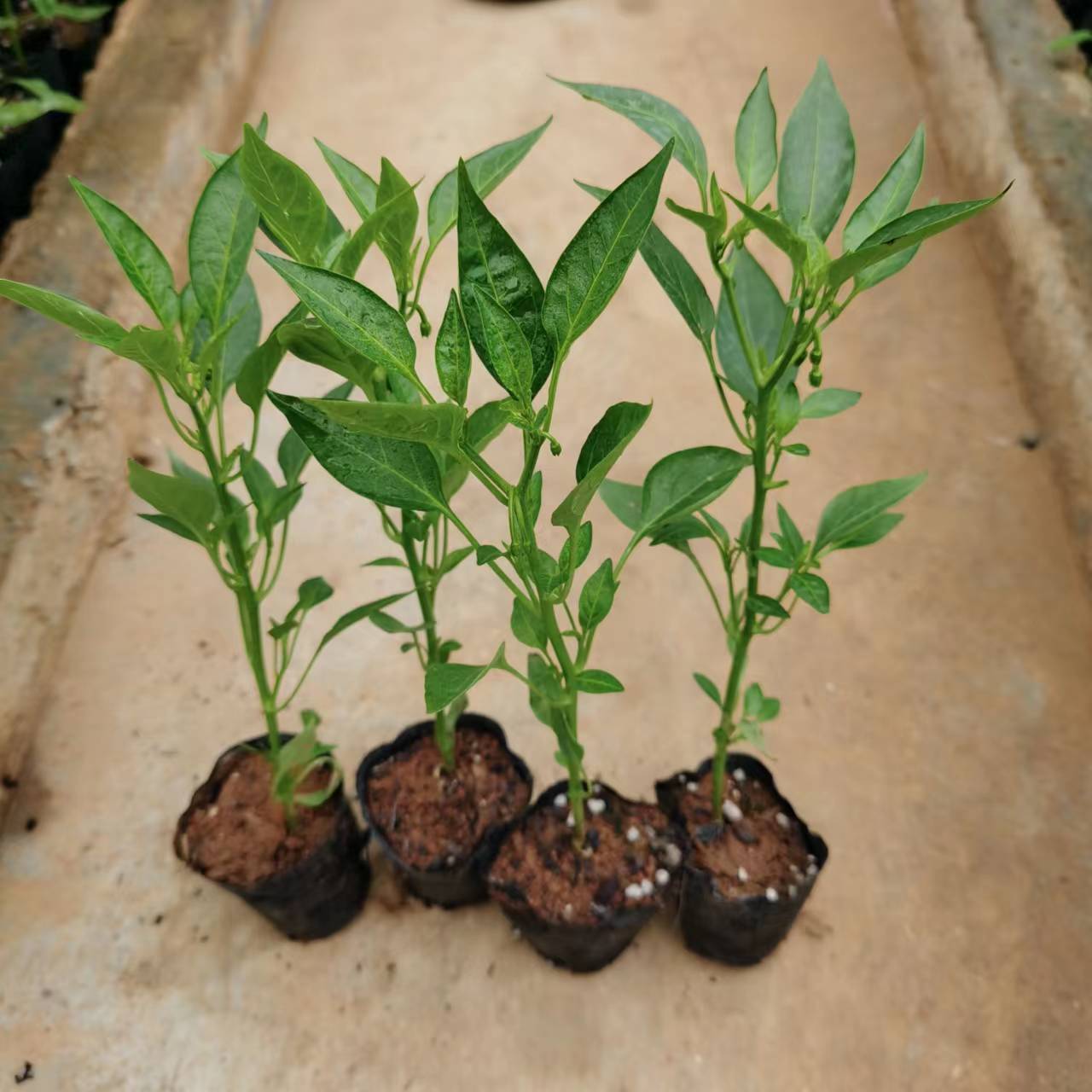 正宗樟树港辣椒苗 带杯带原土 营养杯易活湖南辣椒秧苗 1g就是1棵 - 图2