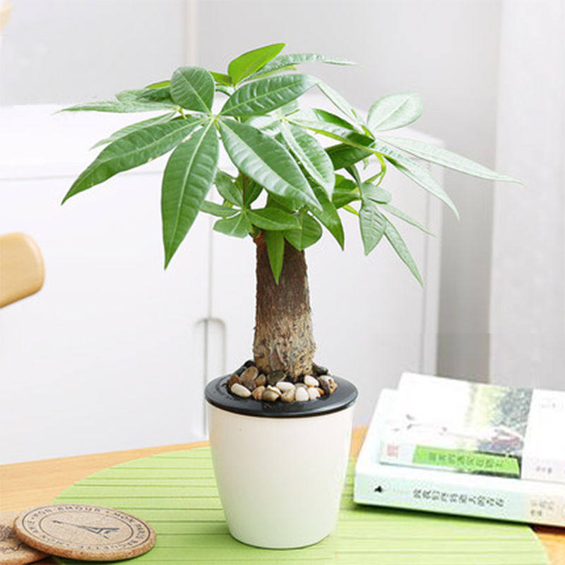 发财树盆栽室内花卉小盆景办公室绿色植物客厅招财金钱树盆栽