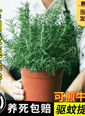 迷迭香苗盆栽可食用驱蚊植物香草薄荷苗水培花卉绿植物室内煎牛排