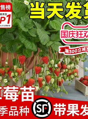 奶油草莓苗盆栽带盆带土种籽子可食用红颜四季结果阳台种植新苗秧