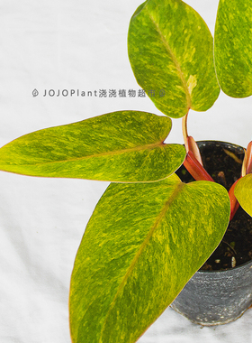 浇浇植物超市JOJOplant  淘宝直播间专拍伯乐锦油画女郎瓦塞维奇