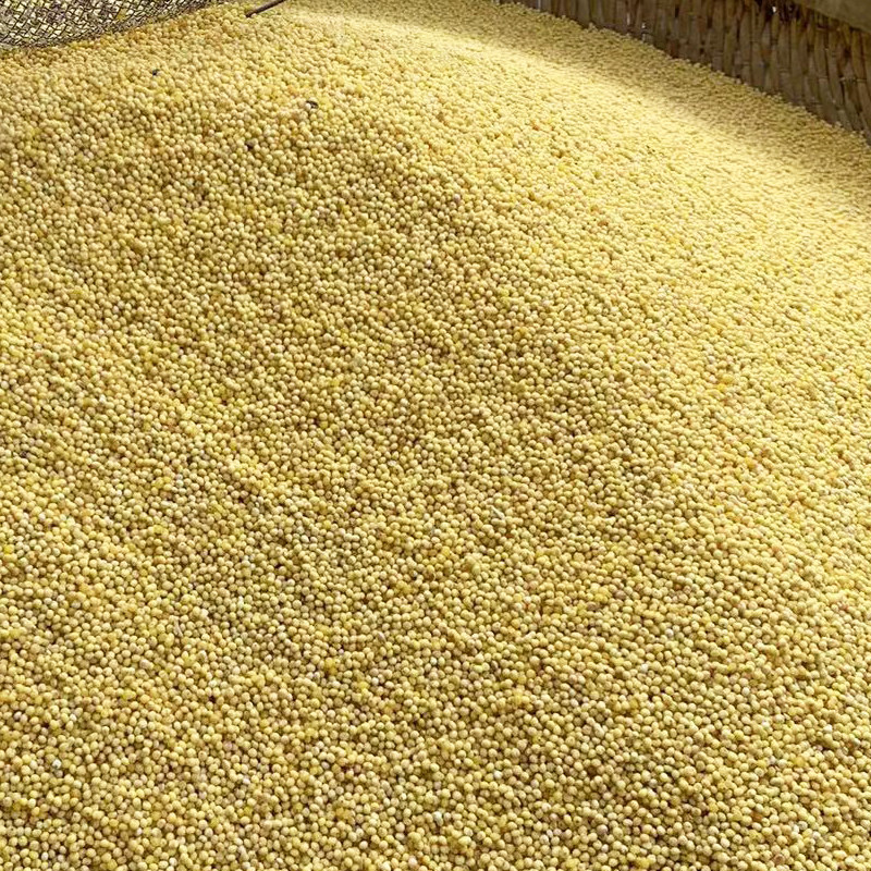 山西特产正宗大黄米新米黏黍子米软粘糯米粽子非东北旗舰店,淘宝优惠券,粉丝福利购,淘宝优惠卷