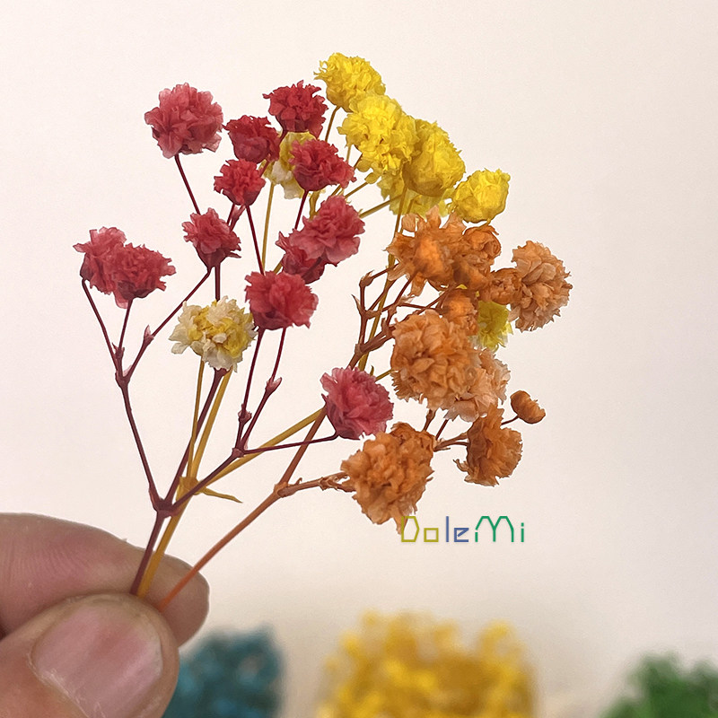 满天星diy永生花材批发 相框盒装干花包 装饰真花ins摆件拍摄道具,淘宝优惠券,粉丝福利购,淘宝优惠卷