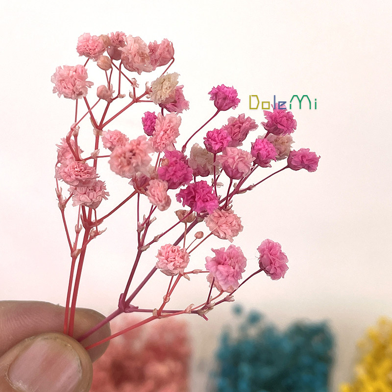 满天星diy永生花材批发 相框盒装干花包 装饰真花ins摆件拍摄道具,淘宝优惠券,粉丝福利购,淘宝优惠卷