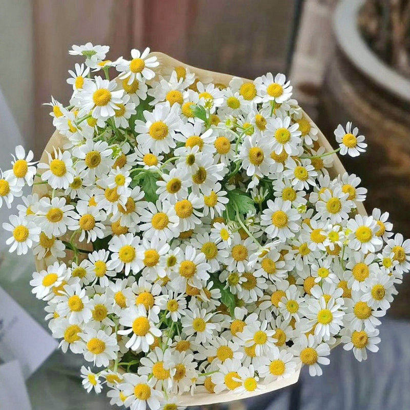 花种籽子小雏菊种爆盆四季开易种活盆栽苗太阳花籽庭院洋甘菊花种,淘宝优惠券,粉丝福利购,淘宝优惠卷